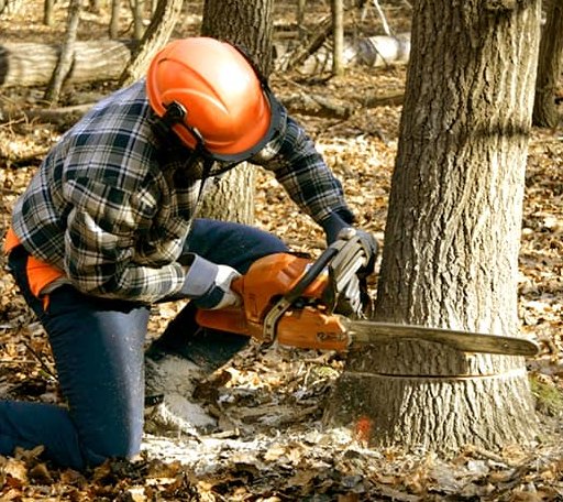 Tree Removal in South Tamworth, NH